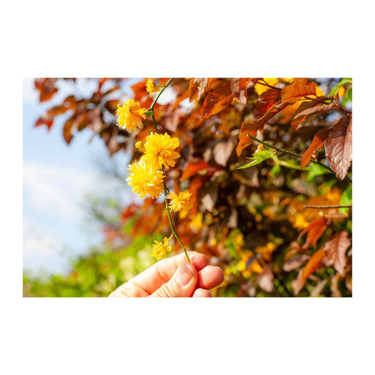 Town Map Posters and Photographs